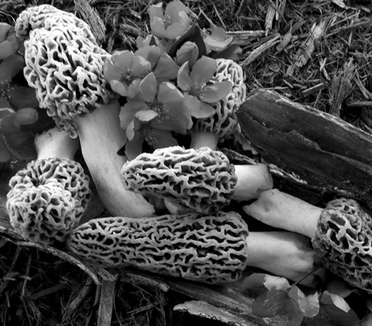 Wild mushrooms grow in many ways, out of decaying debris, as par- asites on living organisms and attached to living or recently dead or- ganisms. Morels commonly grow attached to roots of plants, particularly apples, elms, oaks, and ash trees. This relationship is re- ferred to as mycorrhizal or a fungus-root relationship. A mycorrhiza is a physical, beneficial relationship between the morel fungus and the tree's roots. Both organisms benefit; neither is harmed; and each or- ganism gives something to the other to help it grow better or faster. These stages occur underground and the mushroom collected is the end of sexual reproduction for the morel that releases spores that land on soil and start growing to make contact with tree roots. The morel fungus may grow for years connected to roots and never produce an edible mushroom. Often, if the tree dies, the fungus dies, too but be- fore it does it produces spores in a fruiting body, the above ground mushroom, to move to another location as a spore and continue the life cycle. (Soon to be a fungus amonst us).