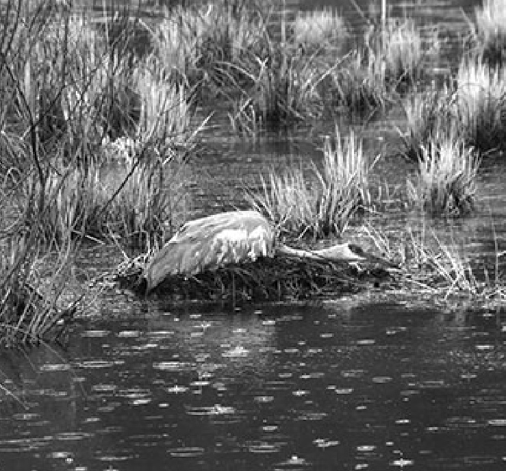 Sandhill crane nesting in Iowa County on mound of collected reeds and other plant material.