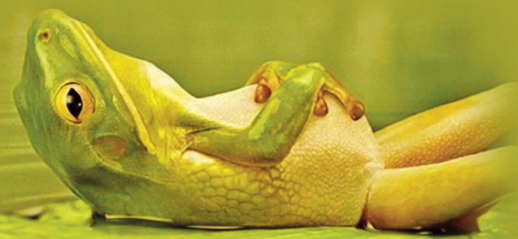 Frog laying back relaxing